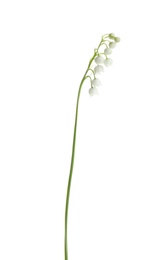 Beautiful fragrant lily of the valley on white background