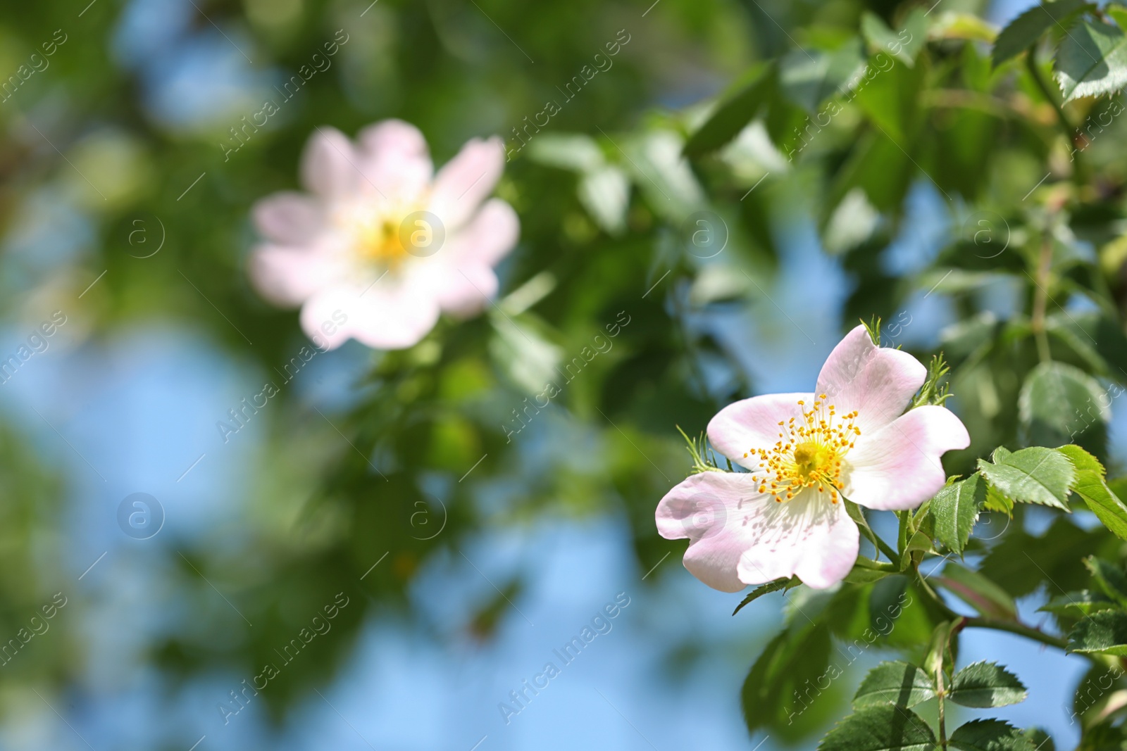Photo of Closeup view of beautiful spring dog rose flowers in garden, space for text