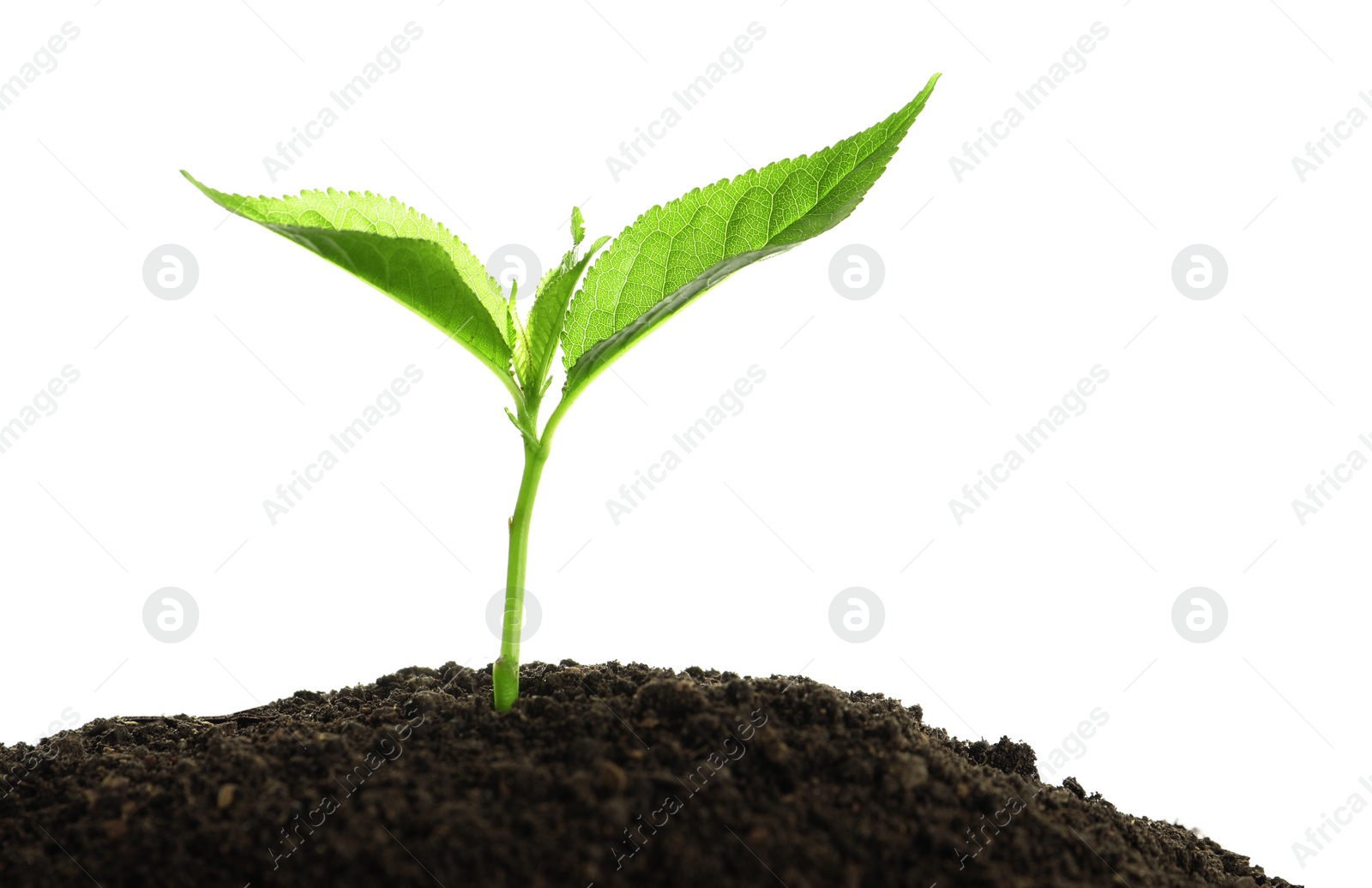 Photo of Young seedling in fertile soil on white background