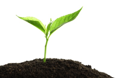 Young seedling in fertile soil on white background