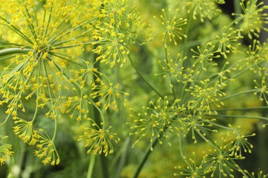 Photo of Fresh green dill flowers on blurred background, closeup