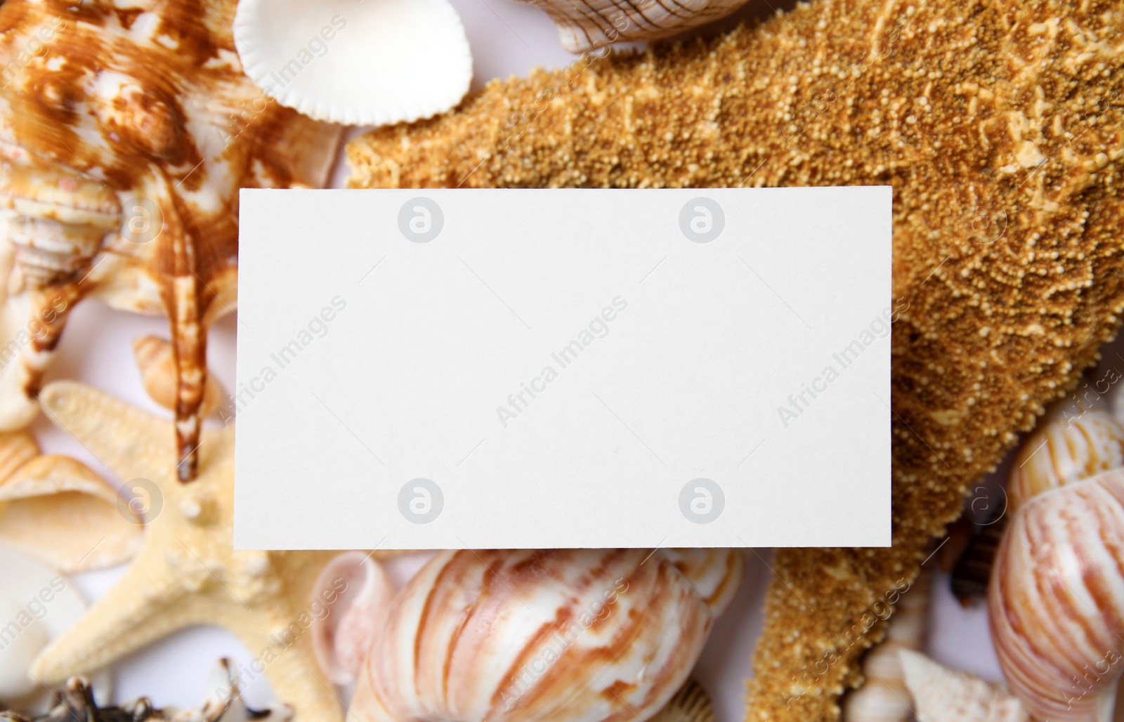 Photo of Different beautiful sea shells and blank card, flat lay. Space for text