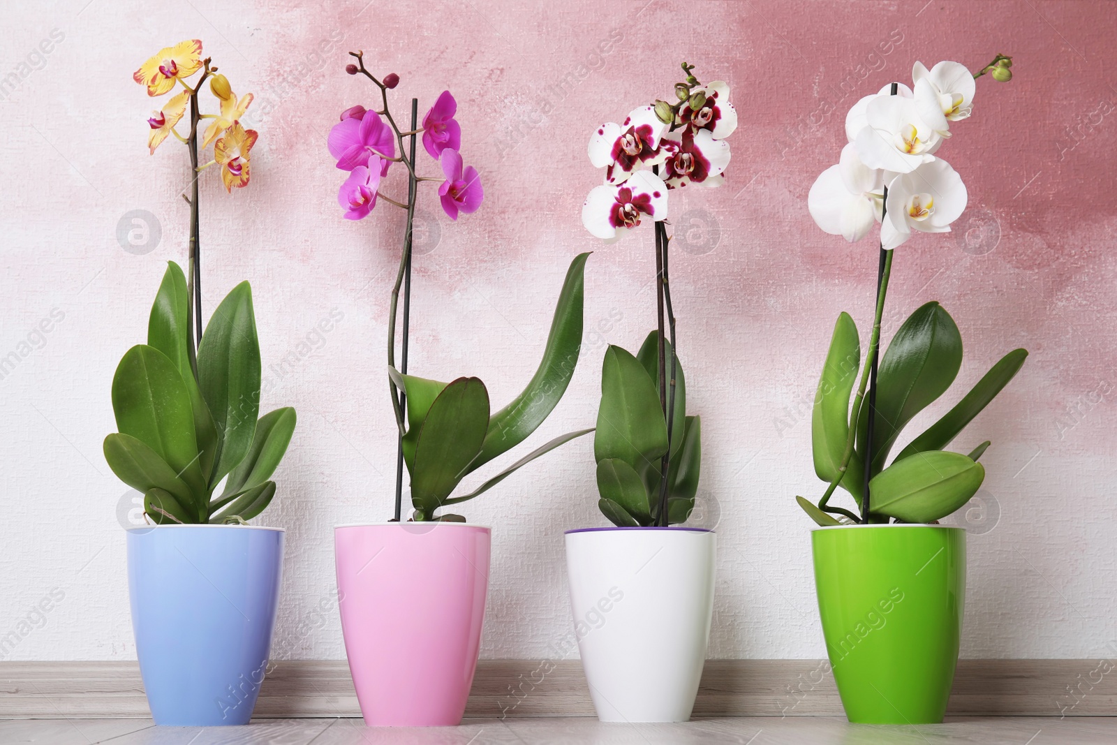 Photo of Beautiful tropical orchid flowers in pots on floor near color wall