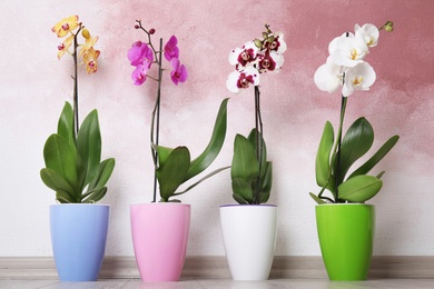 Beautiful tropical orchid flowers in pots on floor near color wall