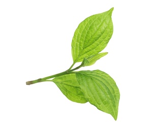 Photo of Branch with green leaves on white background