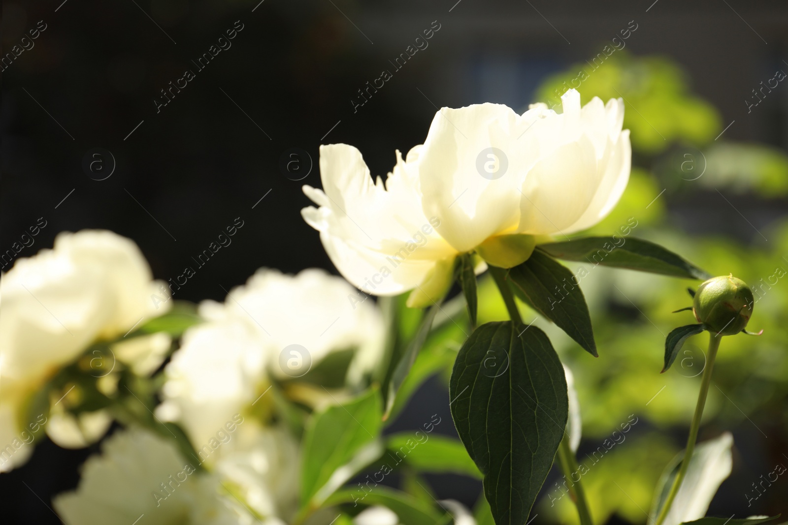 Photo of Closeup view of blooming white peony bush outdoors