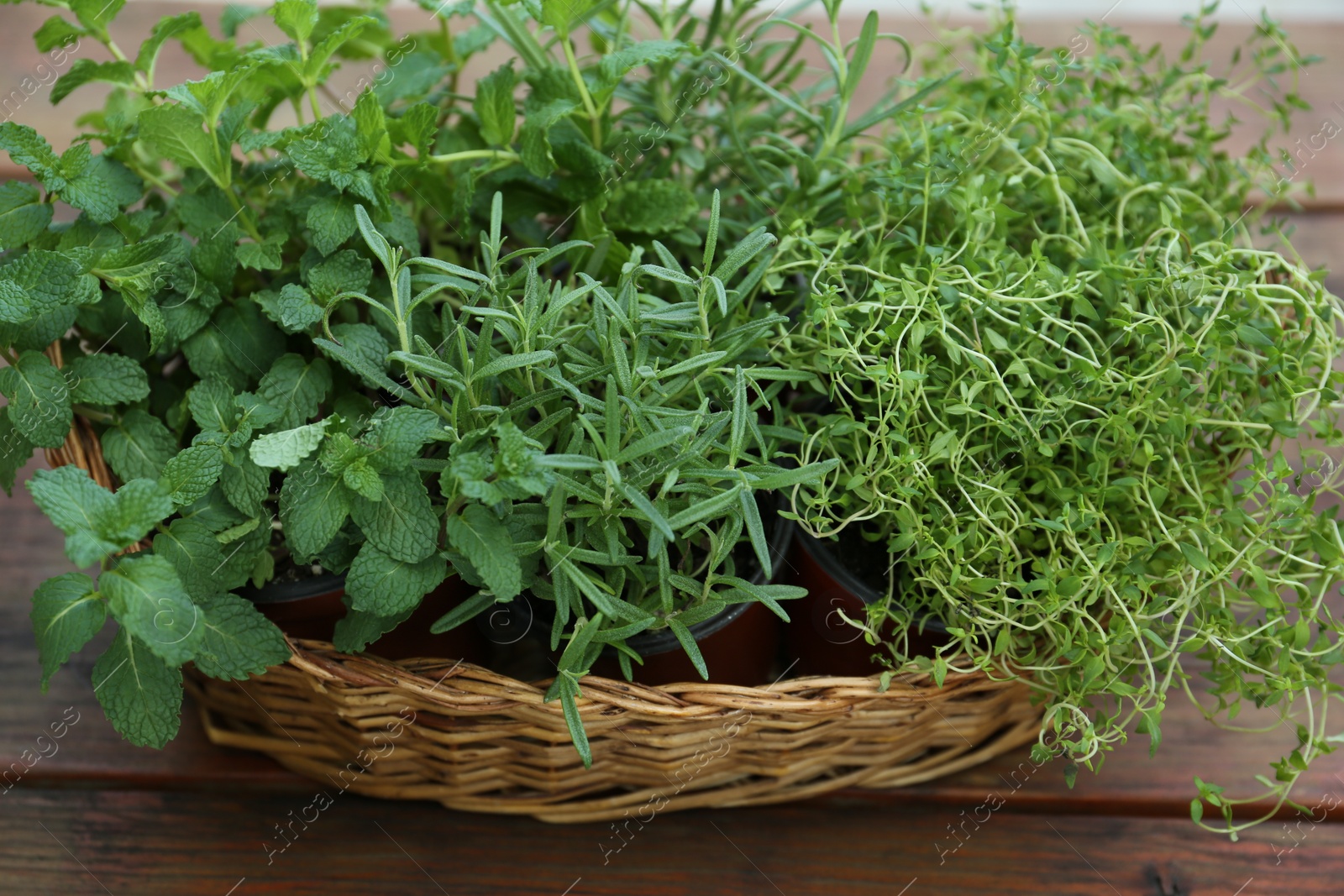 Photo of Wicker basket with fresh mint, thyme and rosemary on wooden table outdoors, closeup. Aromatic herbs