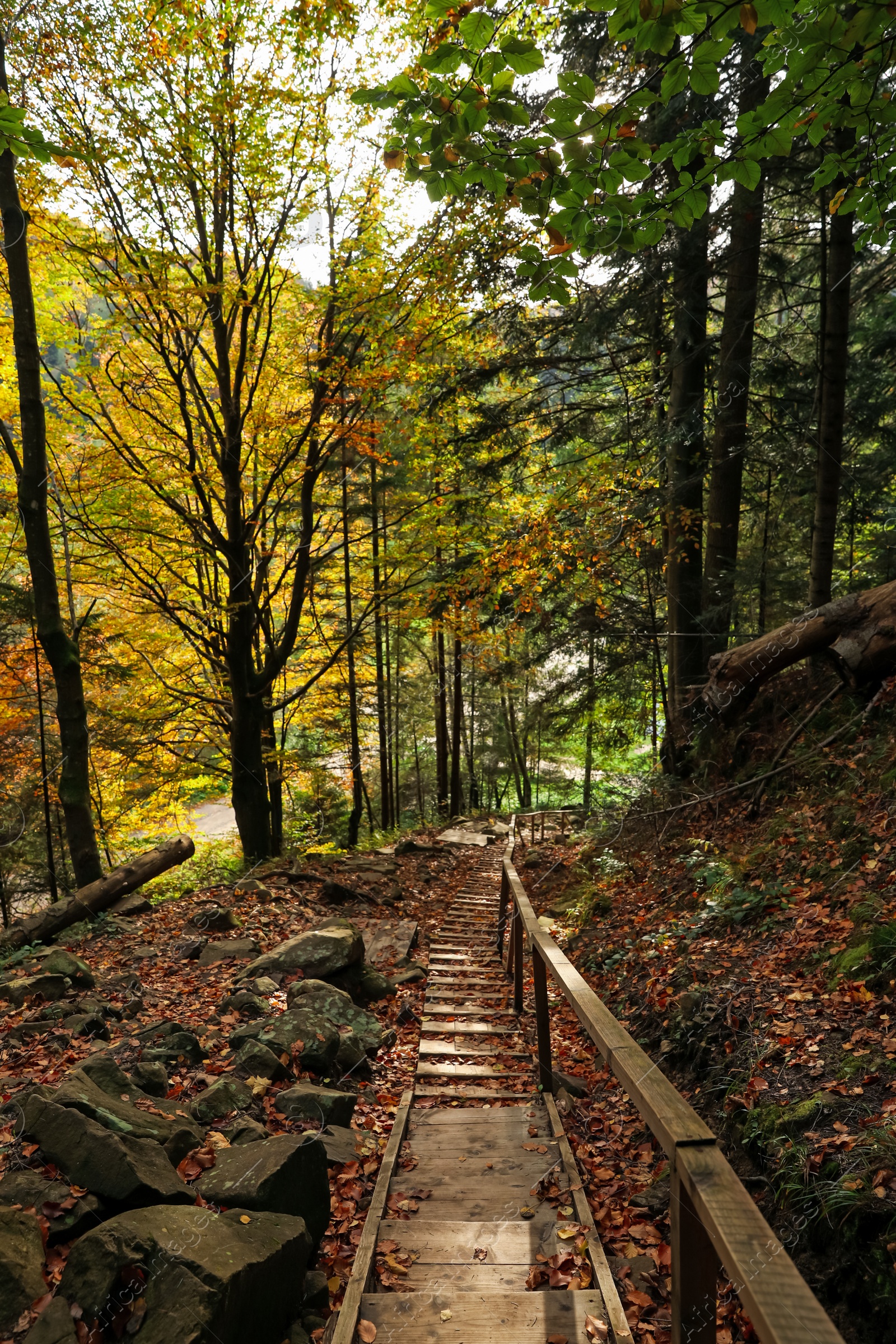 Photo of Picturesque view of wooden stairs in beautiful forest on autumn day