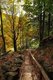 Picturesque view of wooden stairs in beautiful forest on autumn day