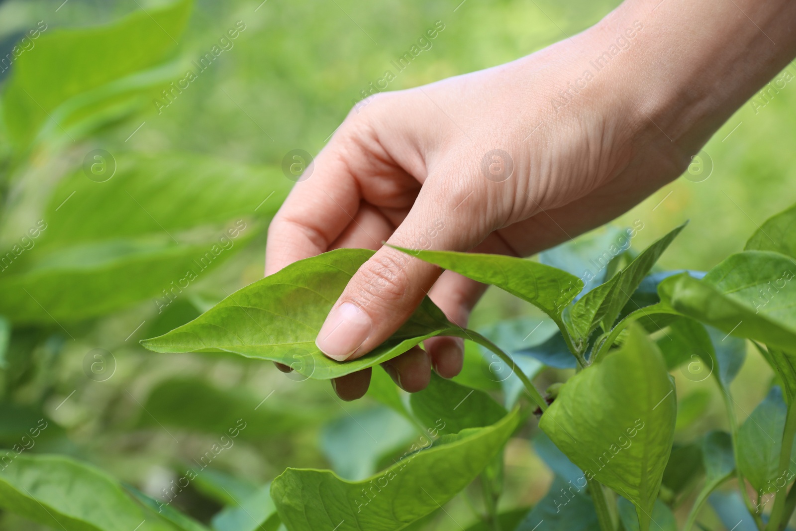 Photo of Woman touching leaves on plant in garden, closeup