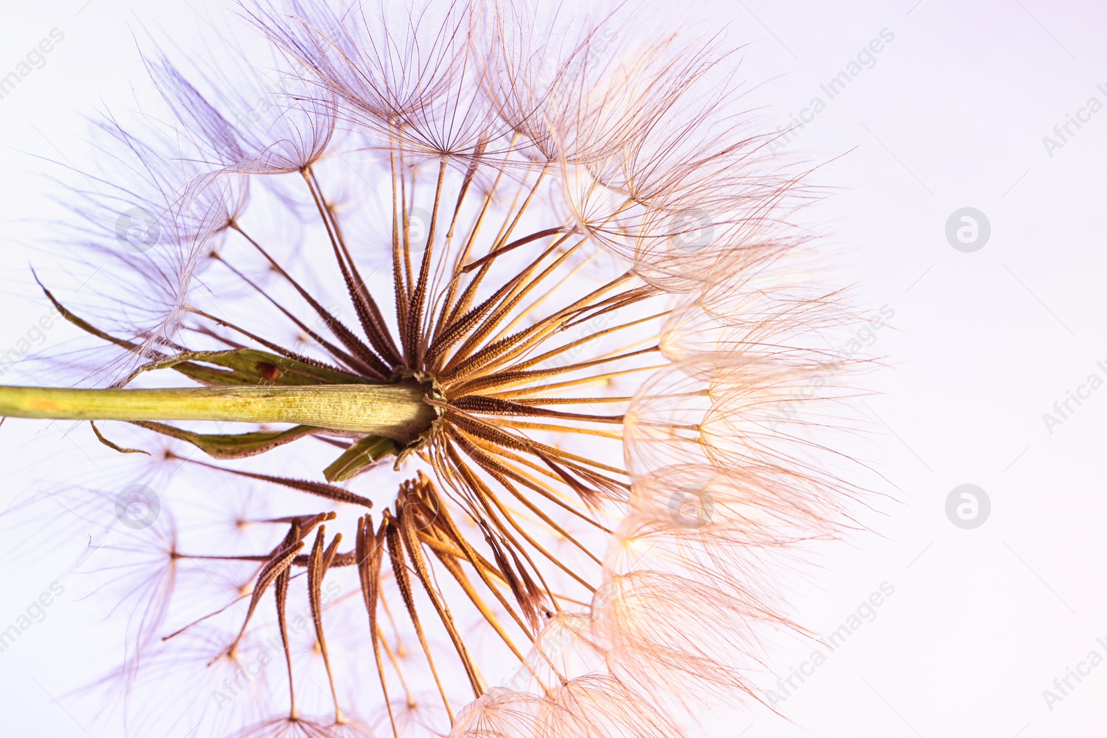 Photo of Dandelion seed head on color background, close up