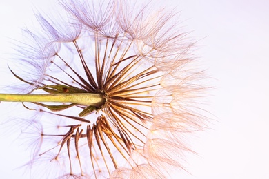 Photo of Dandelion seed head on color background, close up