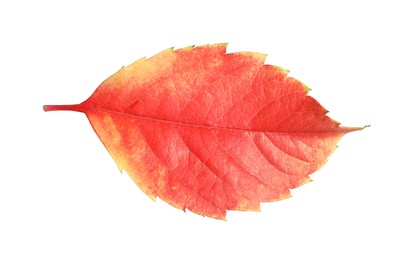 One red autumn leaf isolated on white