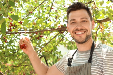 Photo of Man picking cherries in garden on sunny day