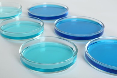 Petri dishes with blue liquids on white background