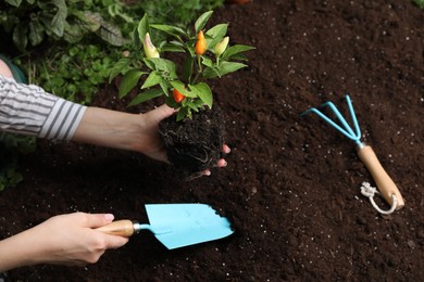 Woman transplanting pepper plant into soil, above view