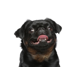 Photo of Adorable black Petit Brabancon dog on white background