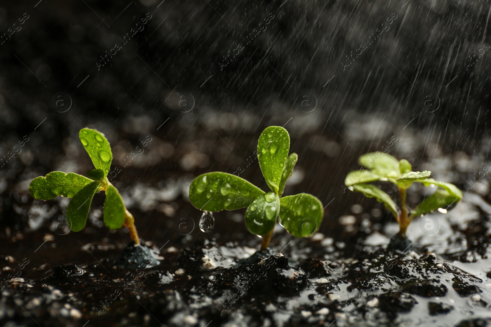 Photo of Fresh seedlings in fertile soil under rain, space for text