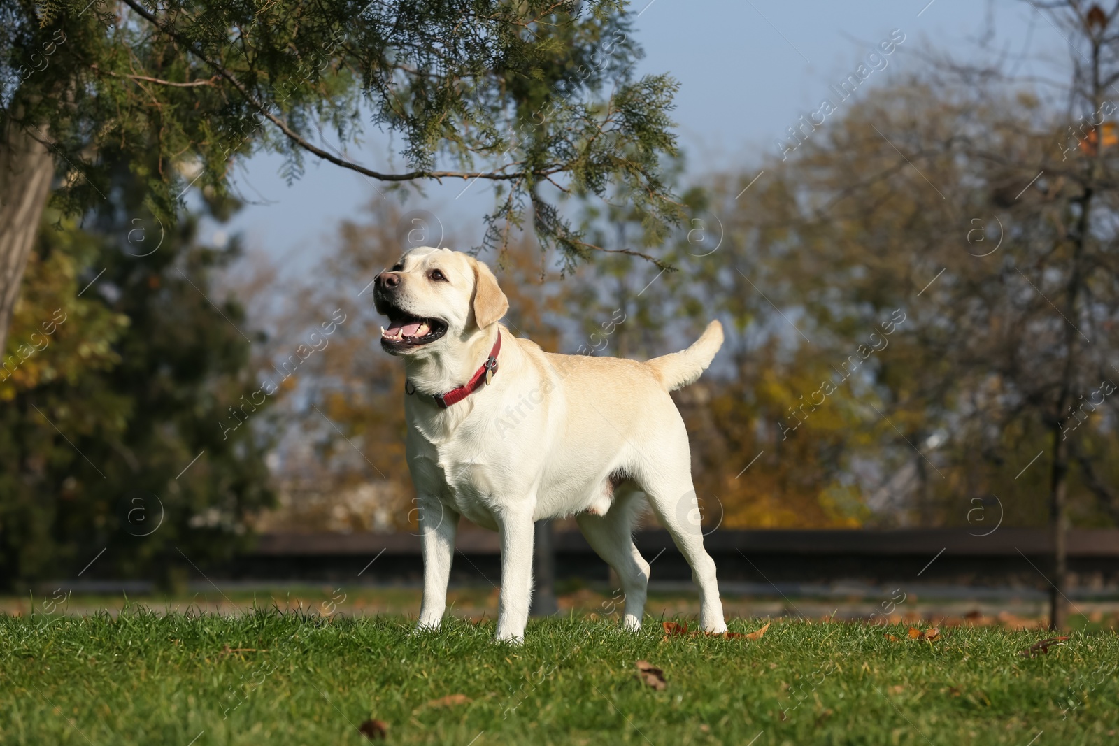 Photo of Yellow Labrador in park on sunny day