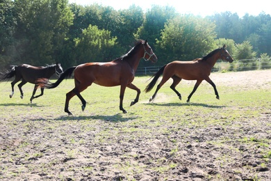 Photo of Bay horses in paddock on sunny day. Beautiful pet