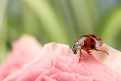 Photo of Ladybug on beautiful pink flower against blurred background, macro view. Space for text