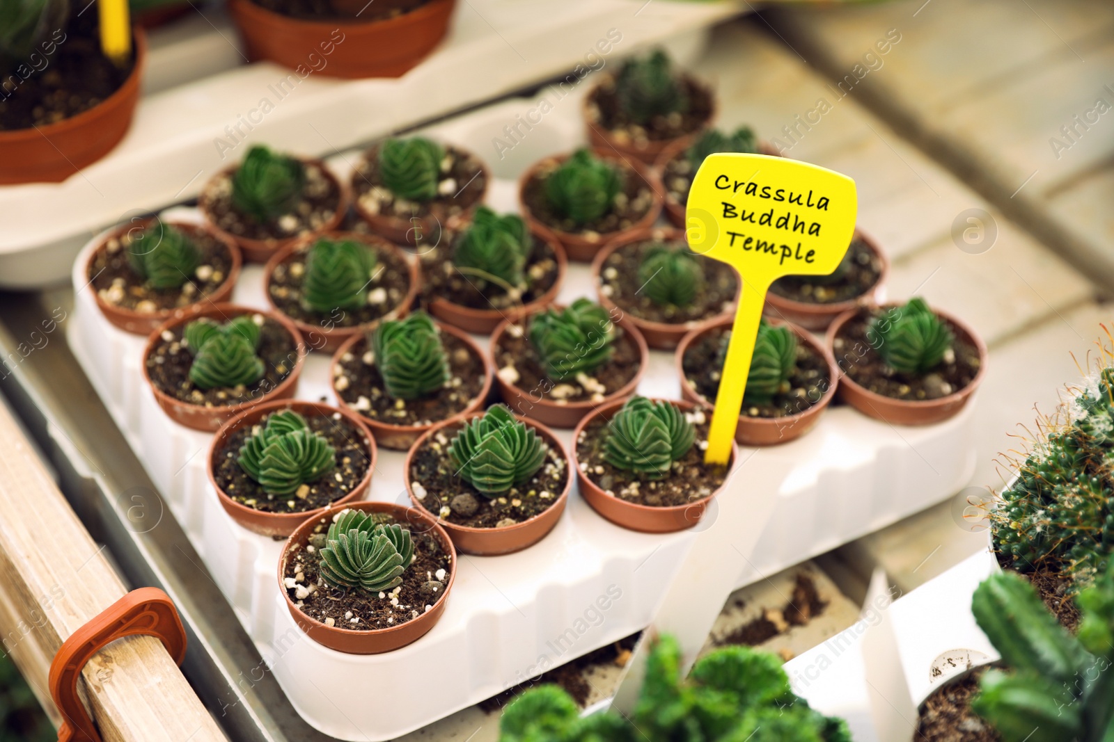 Photo of Pots with beautiful Crassula Buddha Temple plants in tray on table