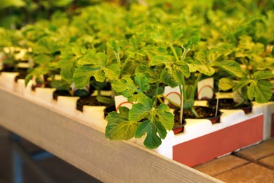 Photo of Pots with green watermelon seedlings in tray on table
