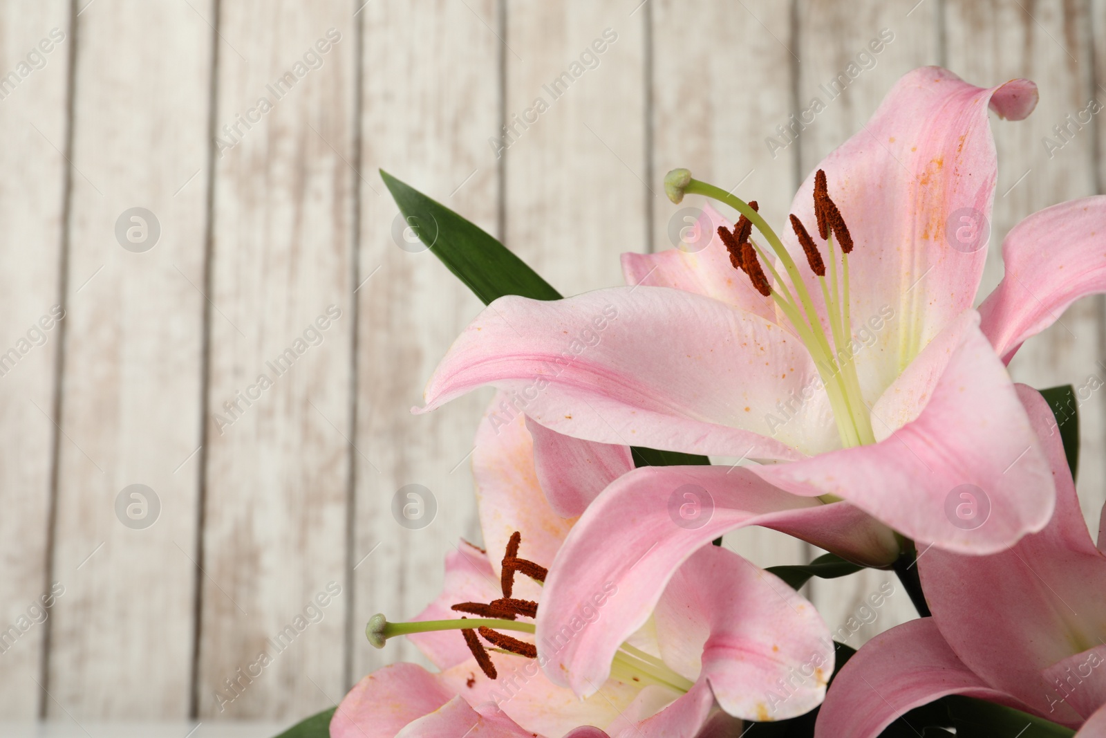 Photo of Beautiful pink lily flowers on white wooden background, closeup. Space for text