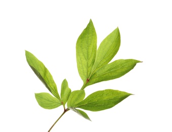 Fresh green peony leaves on white background