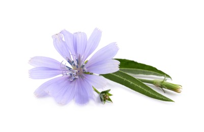 Photo of Beautiful chicory flower with green leaves on white background