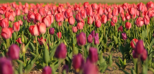 Photo of Field with fresh beautiful tulips. Blooming flowers