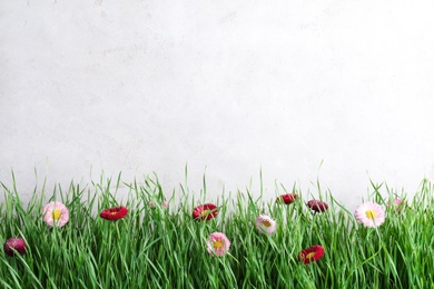 Vibrant green grass with beautiful flowers against light background, space for text