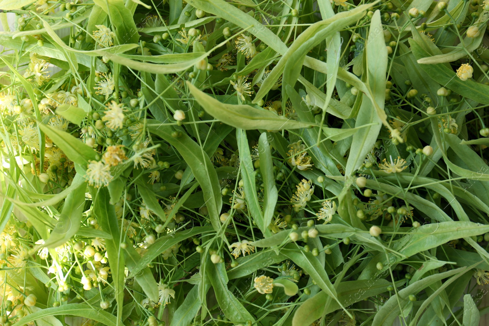 Photo of Beautiful linden blossoms and green leaves as background, top view