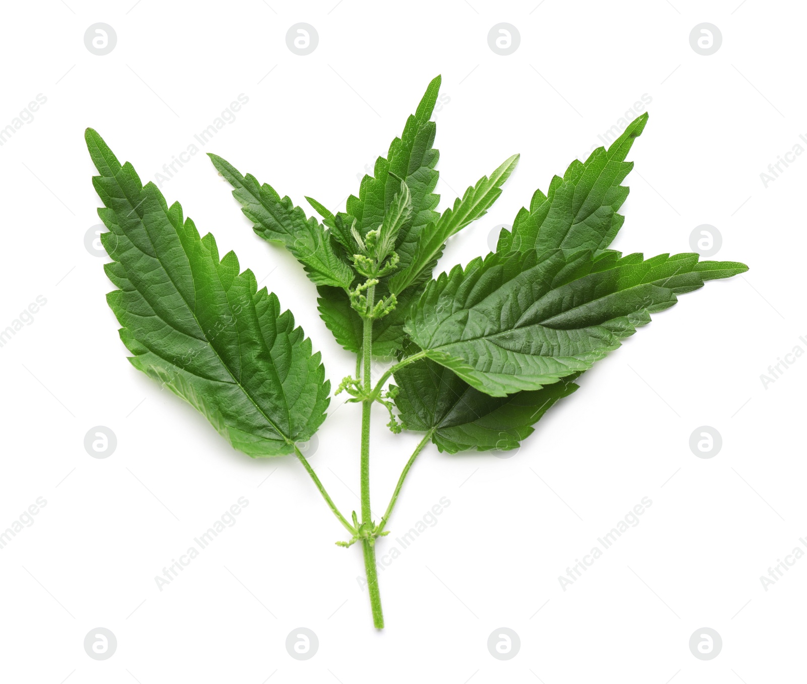 Photo of Fresh stinging nettle plant on white background