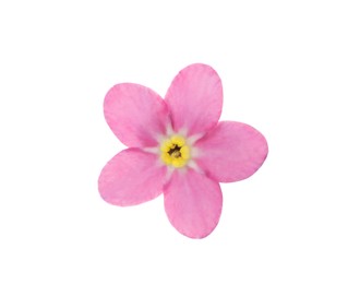 Photo of Beautiful pink Forget-me-not flower isolated on white