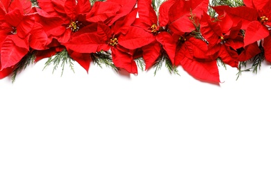 Photo of Flat lay composition with poinsettia and space for text on white background. Traditional Christmas flower