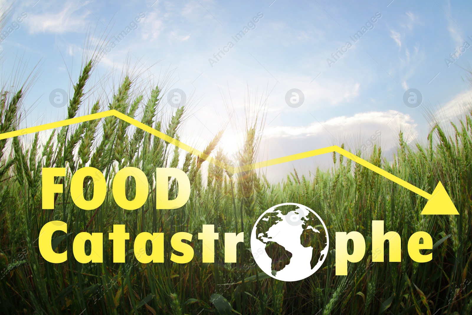 Image of Food Catastrophe. Beautiful view of wheat field and decline graph