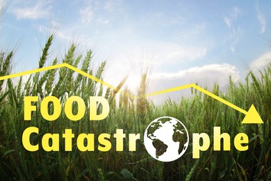 Image of Food Catastrophe. Beautiful view of wheat field and decline graph