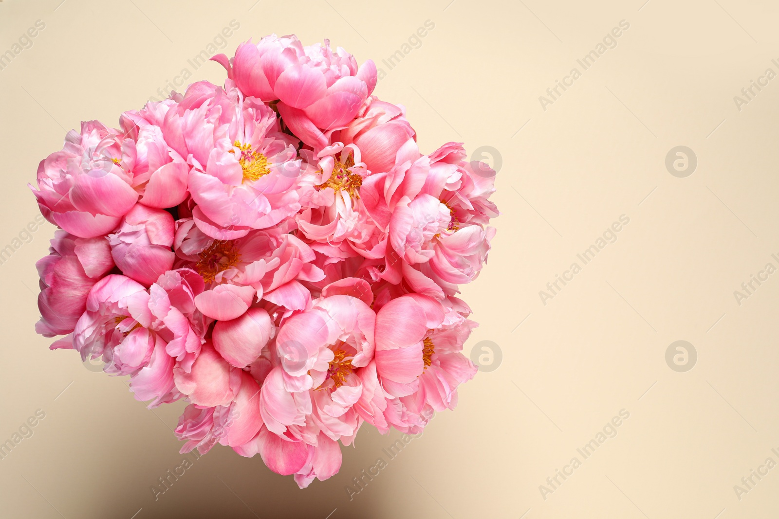 Photo of Bunch of beautiful peonies on beige background, top view. Space for text