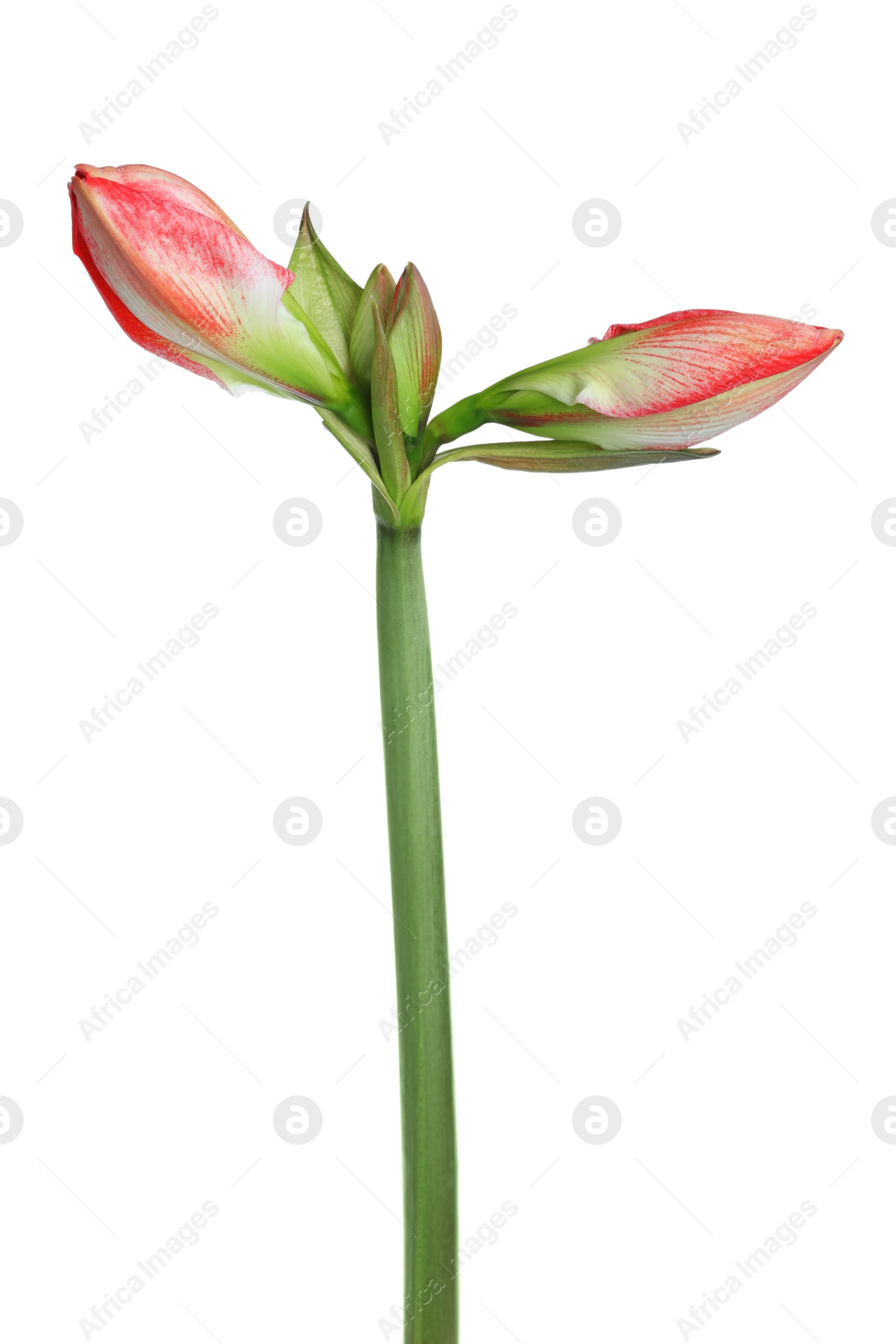 Photo of Beautiful red amaryllis flower isolated on white