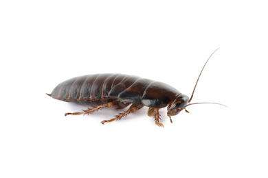 Brown cockroach isolated on white. Pest control