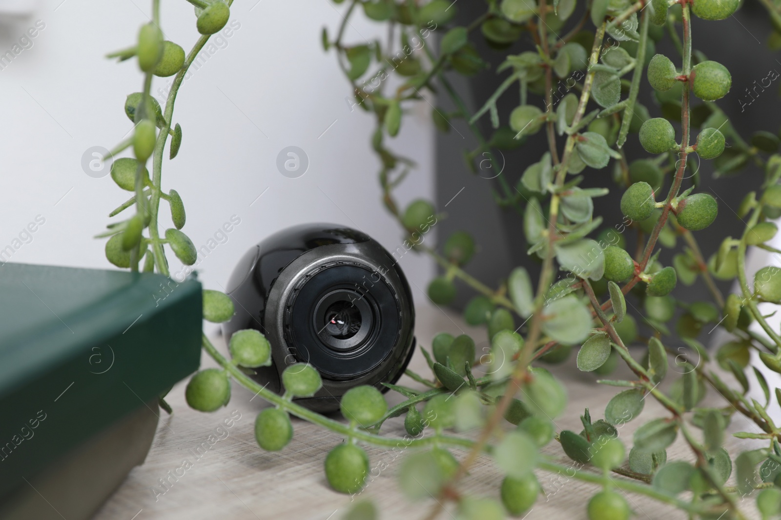 Photo of Small camera hidden near houseplant on wooden table, closeup