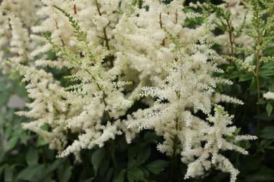 Photo of Beautiful Astilbe plant with white flowers, closeup