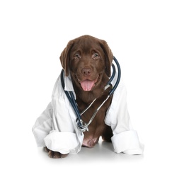 Photo of Cute dog in uniform with stethoscope as veterinarian on white background