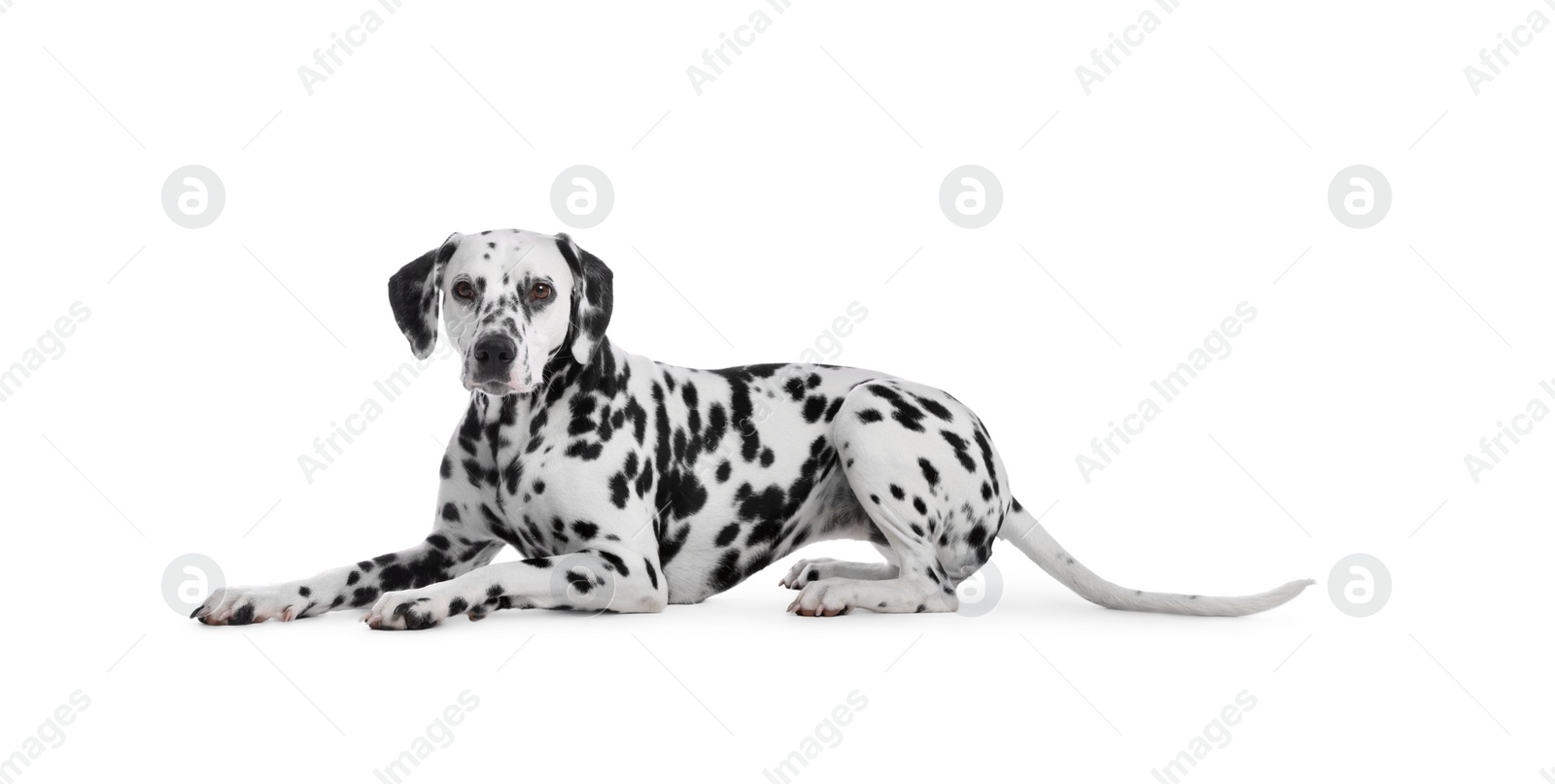 Photo of Adorable Dalmatian dog on white background. Lovely pet