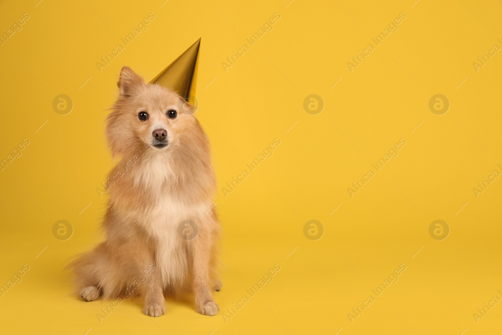 Photo of Cute dog with party hat on yellow background, space for text. Birthday celebration