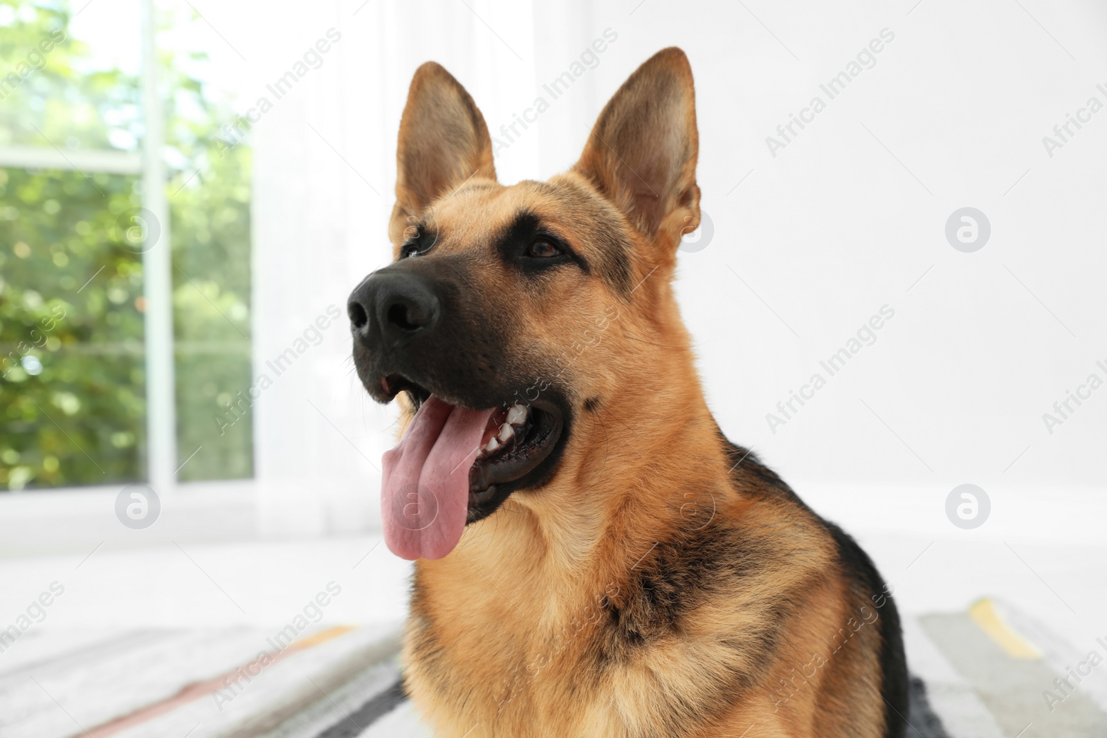 Photo of Cute German shepherd dog at home. Lovely pet