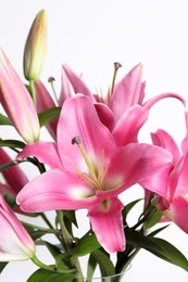 Beautiful pink lily flowers on white background, closeup