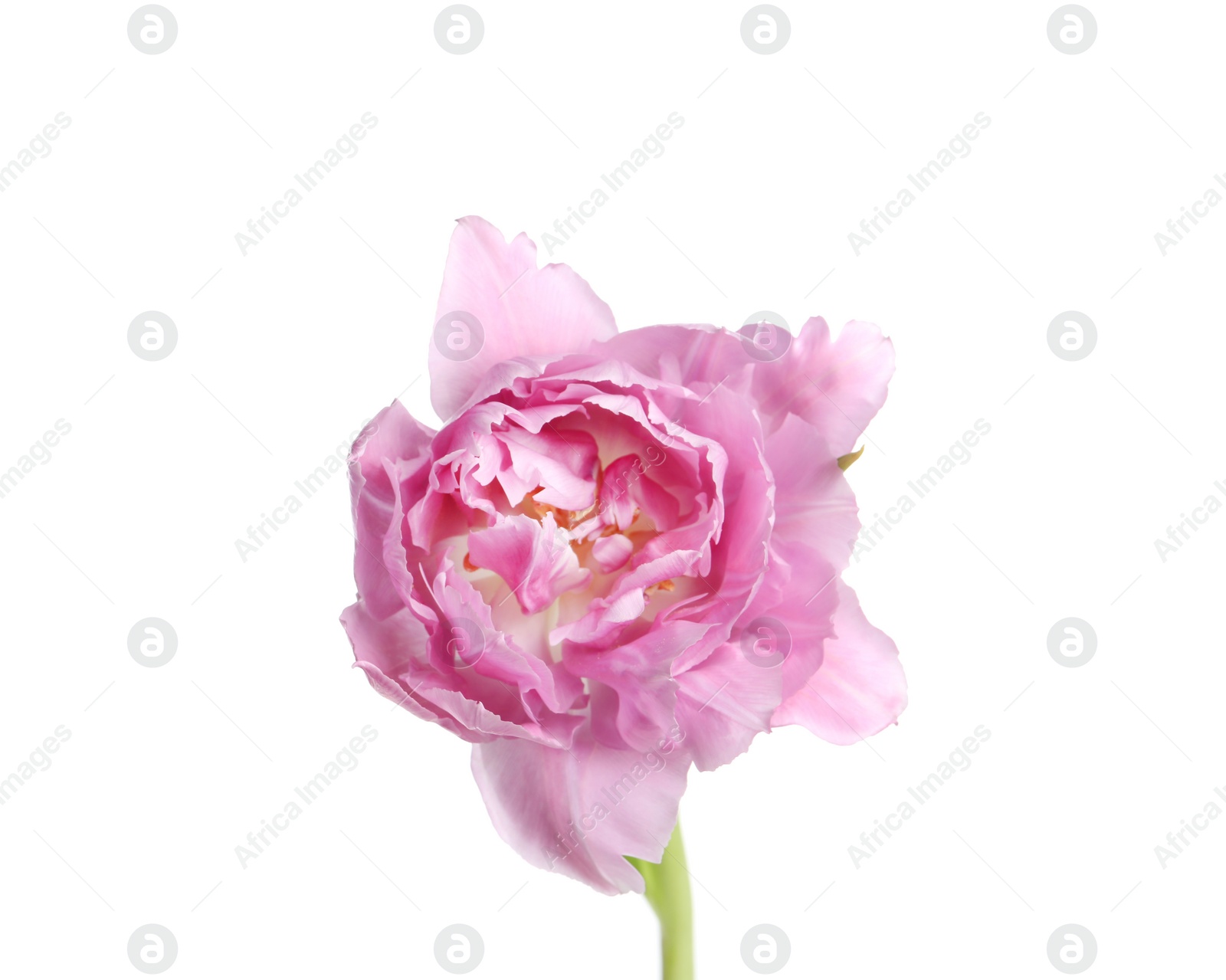 Photo of Beautiful colorful tulip flower isolated on white