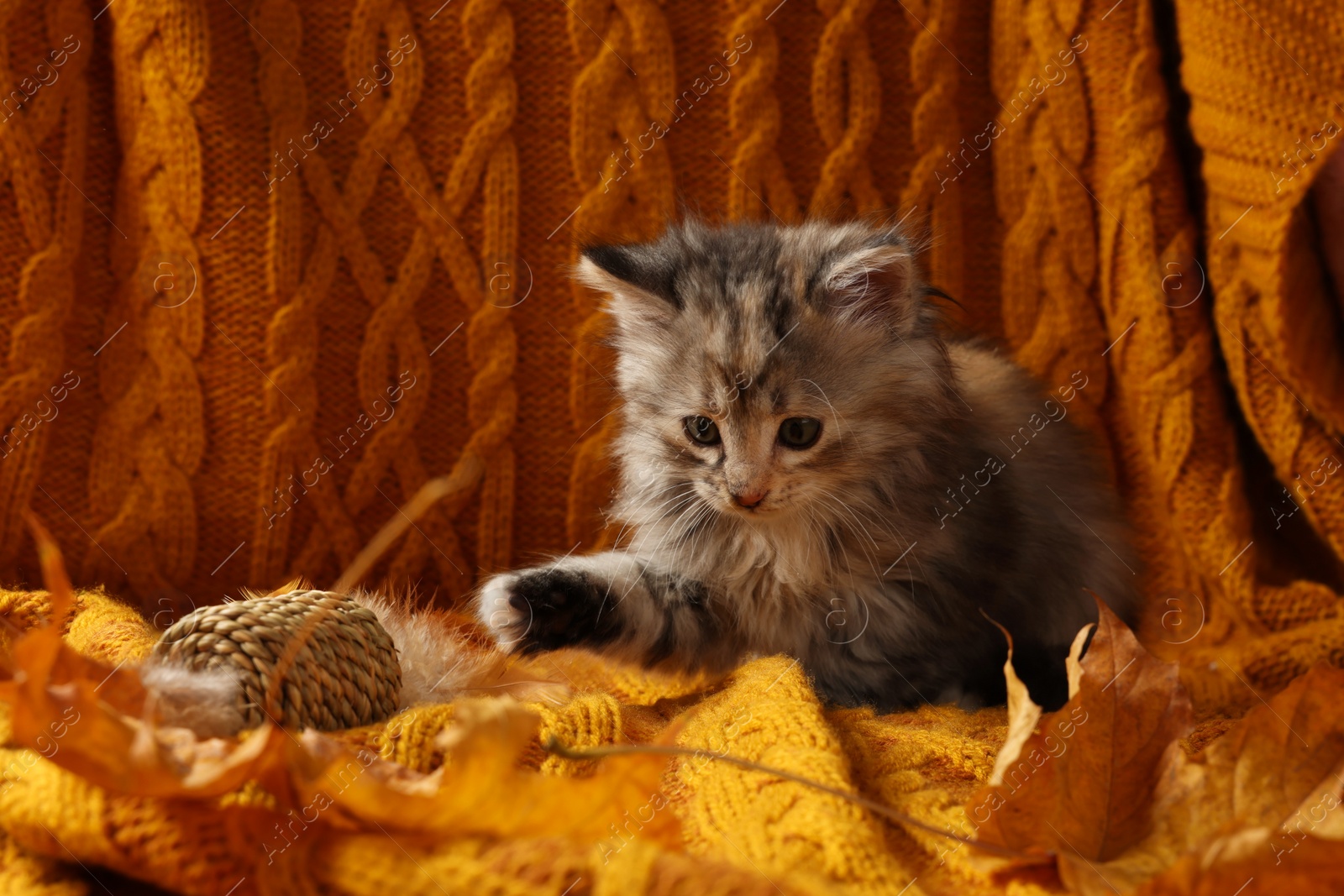Photo of Cute kitten with toy and autumn leaves on orange knitted blanket